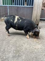 Kunekune biggen te koop, Dieren en Toebehoren, Schapen, Geiten en Varkens, Meerdere dieren, Schaap