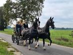 Zeer makke tuigpaard merrie, Dieren en Toebehoren, Paarden