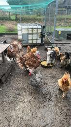 Rode ardenner kalkoenen, Dieren en Toebehoren, Pluimvee, Meerdere dieren, Kalkoen