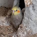 jonge valkparkietjes, Dieren en Toebehoren, Vogels | Parkieten en Papegaaien, Meerdere dieren, Parkiet, Tam