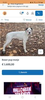 Oplichter met honden, Rabiës (hondsdolheid), 15 weken tot 1 jaar, Meerdere, Meerdere dieren