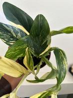 Monstera Standleyana Variegata stekjes, Huis en Inrichting, Kamerplanten, Ophalen of Verzenden, Overige soorten, Halfschaduw, Minder dan 100 cm