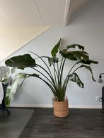 Strelitzia Nicolai (Paradijsvogelplant) met watergeefsysteem, Ophalen, Overige soorten, Halfschaduw, In pot
