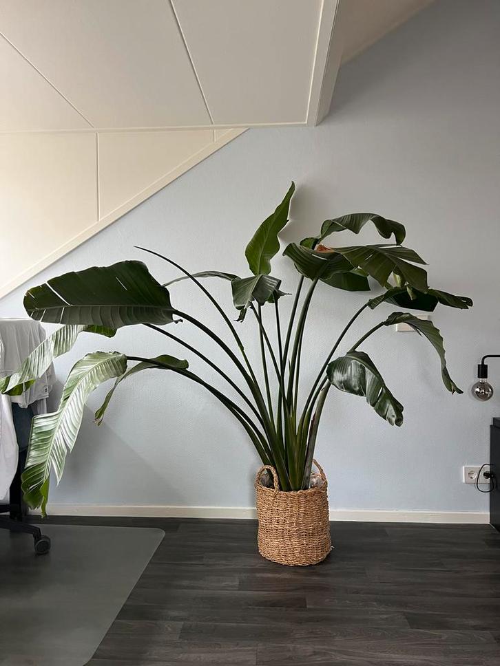 Strelitzia Nicolai (Paradijsvogelplant) met watergeefsysteem, Huis en Inrichting, Kamerplanten, Overige soorten, 150 tot 200 cm