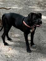 Amerikaanse Stafford teefje, Rabiës (hondsdolheid), 15 weken tot 1 jaar, Teef, Bulldog