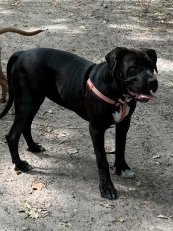 Amerikaanse Stafford teefje, Dieren en Toebehoren, Honden | Bulldogs, Pinschers en Molossers, Teef, Bulldog, Particulier, Eén hond