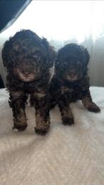 Toy poedel puppys, Dieren en Toebehoren, Honden | Chihuahua's en Gezelschapshonden, Poedel, Meerdere, Meerdere dieren, Nederland