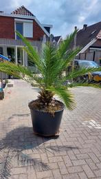 Palmboom, In pot, Volle zon, Ophalen, Palmboom