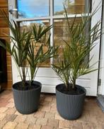 ANTRA RIBBEL POT MET VERSE PALM, 100 tot 250 cm, Zomer, Palmboom, Ophalen