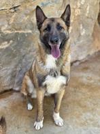 ACE: Bartola, een mooie hond met een gouden karakter, Dieren en Toebehoren, Particulier, Rabiës (hondsdolheid), 1 tot 2 jaar, Buitenland