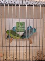 Jonge forpussen om tam te maken, Meerdere dieren, Parkiet, Geringd