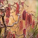 CORYLUS 'RED 'MAJESTIC' Kronkelhazelaar ( NU PLanttijd ), Tuin en Terras, Planten | Tuinplanten, Ophalen of Verzenden, Zomer, Overige soorten