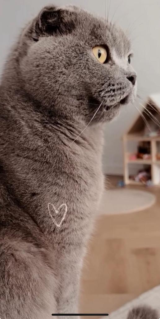 Britse korthaar, Dieren en Toebehoren, Katten en Kittens | Raskatten | Korthaar, Kater, 3 tot 5 jaar, Gechipt, Ontwormd, Ingeënt