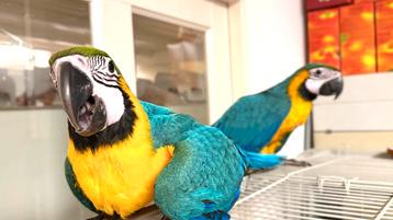 Blauw gele Aras 2025 Babys beschikbaar voor biedingen