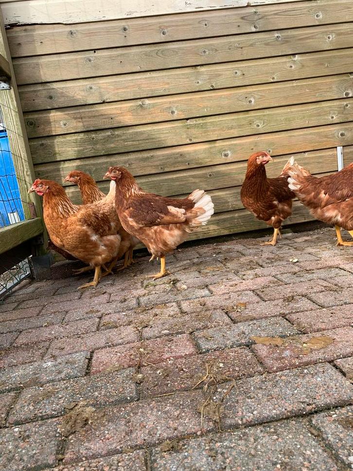 Legkippen hen  laatsten van het jaar dus wees er bij, Dieren en Toebehoren, Pluimvee, Kip, Vrouwelijk