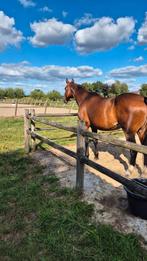 Lieve merrie, grondwerk, coaching, weidemaatje, Dieren en Toebehoren, Paarden, Merrie, Recreatiepaard