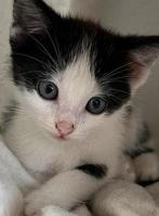 Binnenkat huispoes (kittens) lapjes poes, schildpad kat, Dieren en Toebehoren, Meerdere dieren, Kortharig, 0 tot 2 jaar