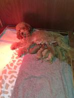 Toy dwergpoedel, Poedel, 8 tot 15 weken, Meerdere, Meerdere dieren