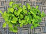 Persicaria mooie bossige duizendknoop., Bodembedekkers, Volle zon, Vaste plant, Ophalen of Verzenden
