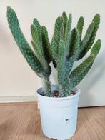Opuntia Blue Ale - Schijfcactus H: 45 cm., Ophalen, Cactus, Minder dan 100 cm, Volle zon