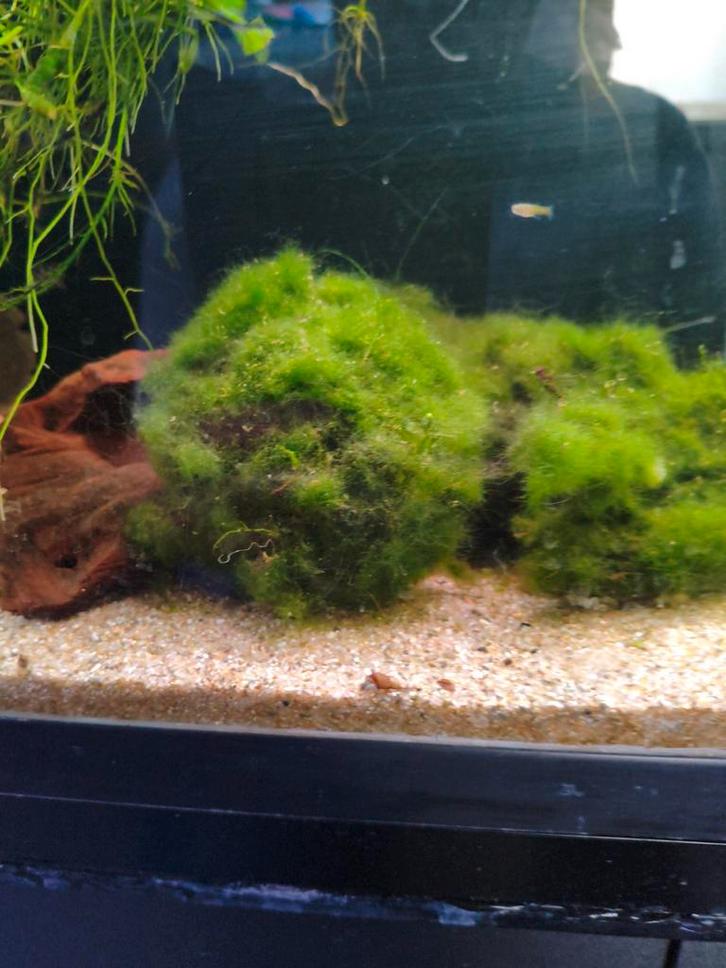 Grote mos bal, Dieren en Toebehoren, Vissen | Aquaria en Toebehoren, Nieuw, Plant(en), Steen of Hout, Ophalen of Verzenden