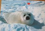 Vier ansichtkaarten met zeehonden - onbeschreven, Verzamelen, Ansichtkaarten | Dieren, Verzenden, 1980 tot heden, Ongelopen, Waterdier