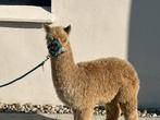 Gezocht: jonge alpacas merries en hengsten, Juli, Meerdere dieren