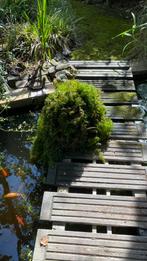 Zuurstofplanten, Tuin en Terras, Vijvers, Ophalen of Verzenden, Zo goed als nieuw
