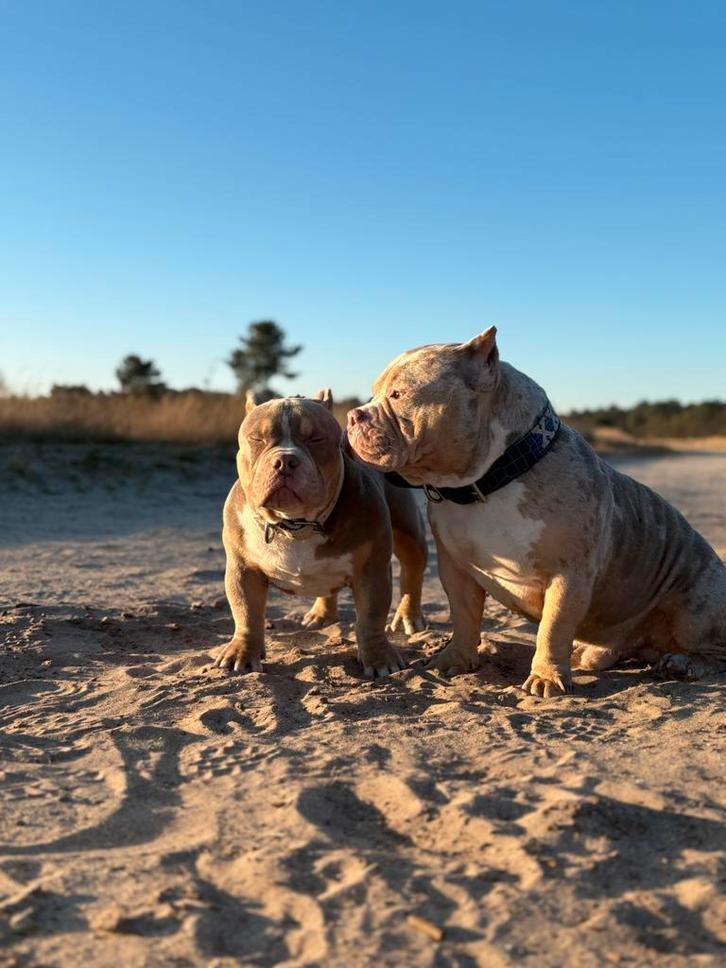 American bully dekreu merle, Dieren en Toebehoren, Honden | Dekreuen, Reu, Particulier, Eén hond, Nederland, 1 tot 2 jaar, CDV (hondenziekte)