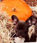 Franse bulldog reu puberpup, Dieren en Toebehoren, Honden | Bulldogs, Pinschers en Molossers, België, Particulier, Rabiës (hondsdolheid)