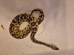 Te koop te ruil 4 ball pythons, Dieren en Toebehoren, Slang