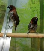 Muskaatvinken (2 mannen), Meerdere dieren