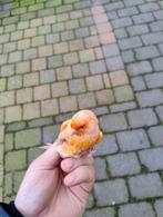 Twee mannen, Dieren en Toebehoren, Vogels | Kanaries, Mannelijk, Kleurkanarie