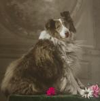 1919  hond portret schotse collie Collie rode roos, Gelopen, Overige thema's, Voor 1920, Verzenden