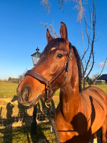 Lieve knappe 2 jarige hengst beschikbaar voor biedingen