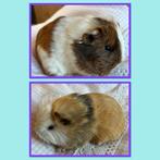 Twee jonge cavia mannetjes mixje, Dieren en Toebehoren, Knaagdieren, November, Mannelijk, Cavia
