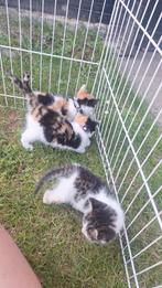 4 Super leuke kittens️, Dieren en Toebehoren, Katten en Kittens | Overige Katten, Kater