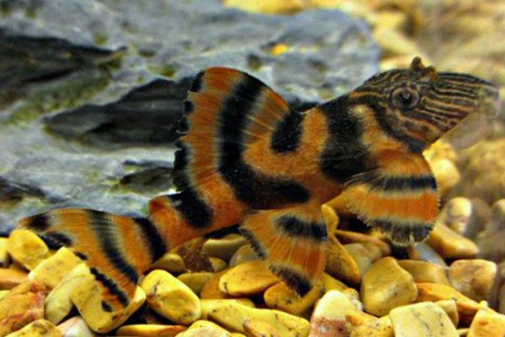 L-Nummers: L397 Panaqolus sp., Dieren en Toebehoren, Vissen | Aquariumvissen, Zoetwatervis, Vis
