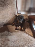 Hele schattige dwergteckel pup, puppy, Dieren en Toebehoren, Reu, CDV (hondenziekte), 8 tot 15 weken, Korthaar