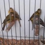 Kanaries, Meerdere dieren, Kleurkanarie