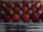 Tekoop broedeieren van de marans kippen  1 euro per stuk, Dieren en Toebehoren, Pluimvee, Geslacht onbekend, Kip