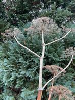 Berenklauw takken gedroogd, Ophalen of Verzenden, Bloeit niet, Volle zon, Overige soorten