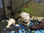 Juwel aquarium, Ophalen, Gebruikt, Gevuld zoetwateraquarium
