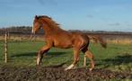 Opvallende Adorado enter te koop, Dieren en Toebehoren, Paarden, Merrie, Springpaard, Minder dan 160 cm, Gechipt