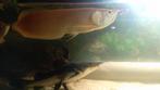 Arowana albinos 60cm, Dieren en Toebehoren, Vis