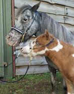 Zeer sjiek mini veulen halstertje voor show/keuring, Dieren en Toebehoren, Paarden en Pony's | Hoofdstellen en Tuigage, Ophalen of Verzenden