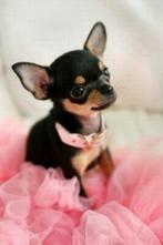 chihuahua pups t.cup & mini super mooie raszuiver kleintjes, Dieren en Toebehoren, Honden | Chihuahua's en Gezelschapshonden, Meerdere