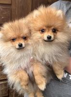 2prachtige Dwergkees/Pomeranian/Pomeriaan pups reutjes, Dieren en Toebehoren, Honden | Poolhonden, Keeshonden en Oertypen, CDV (hondenziekte)
