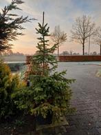 Kerstboom, Tuin en Terras, Planten | Bomen, Volle zon, Bloeit niet, Minder dan 100 cm, Overige soorten