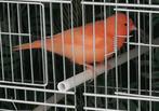 2x oranje rode kanaries jong, Meerdere dieren, Kleurkanarie